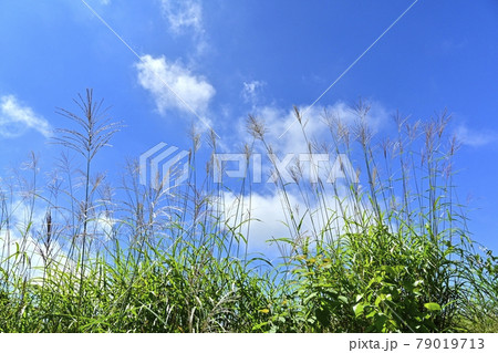 ススキに青空と雲 ススキに青空と雲 79019713