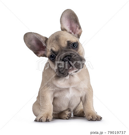 French Bulldog puppy on white background 79019737