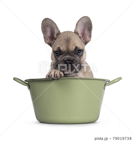French Bulldog puppy on white background 79019738