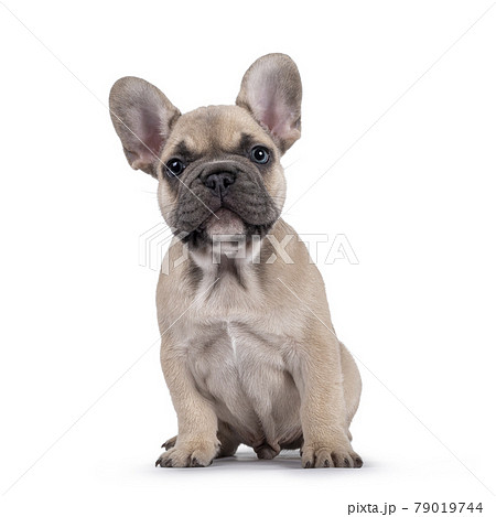 French Bulldog puppy on white background 79019744