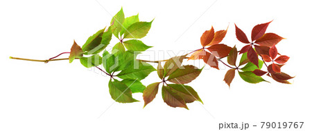 Parthenocissus twig with colorful autumn leaves isolated on white 79019767