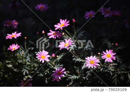 木漏れ日に咲く、ヒメコスモスの花 79020109