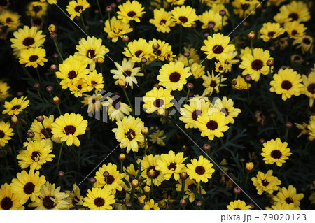 マーガレット 黄色い花 マーガレット 黄色い花 79020123