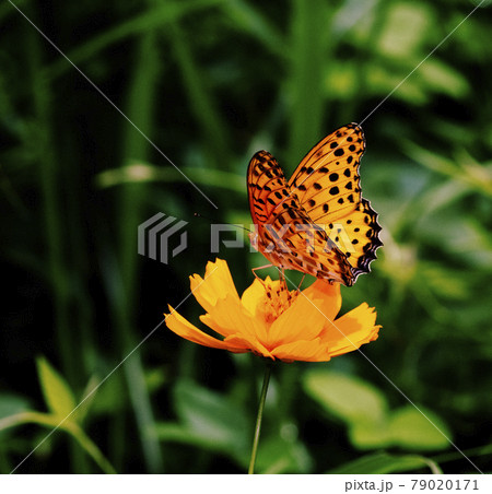 真夏の陽射しの中、キバナコスモスの花で羽を開閉するツマグロヒョウモンのオス1 79020171