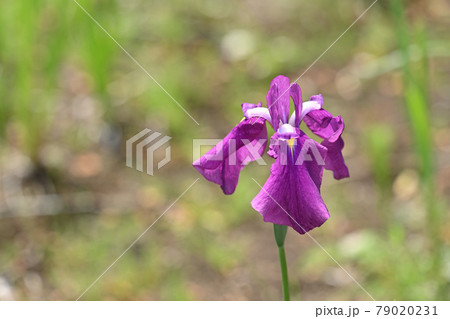 伊都の国・菖蒲 伊都の国・菖蒲 79020231