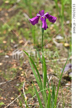 伊都の国・菖蒲 79020233