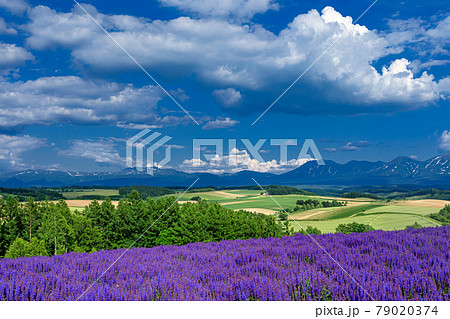 北海道 美瑛町 初夏の花畑の風景の写真素材