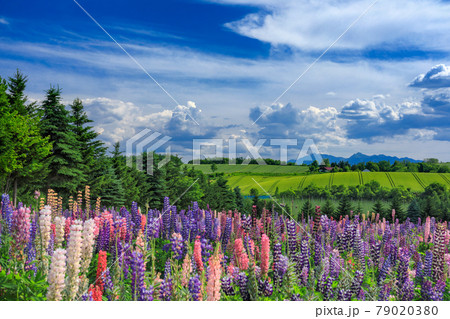 北海道 上富良野町 初夏の花畑の風景の写真素材