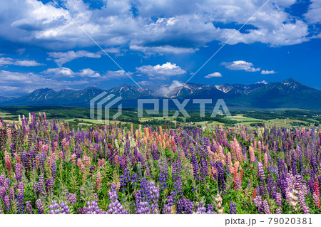北海道・上富良野町 初夏の花畑と十勝岳連峰の風景 79020381