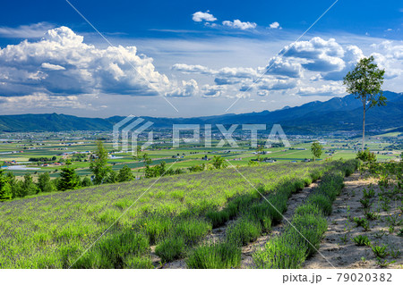 北海道・上富良野町 初夏の花畑の風景 北海道・上富良野町 初夏の花畑の風景 79020382