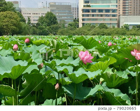 不忍池の蓮の花 不忍池の蓮の花 79020665