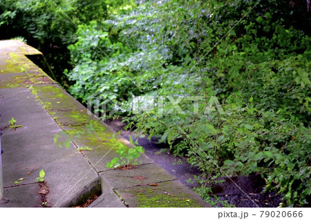 道路の脇に生えてる木々 79020666