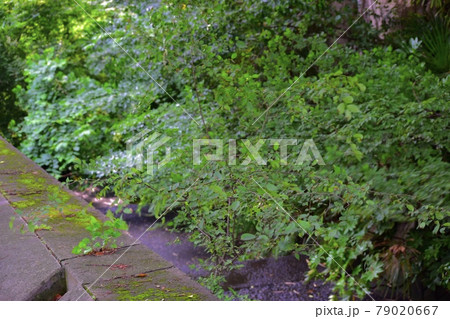 水路の上の木 79020667