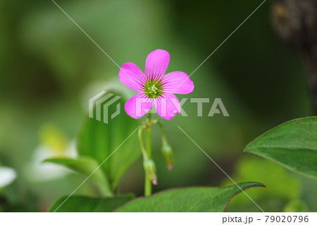 ムラサキカタバミ 79020796