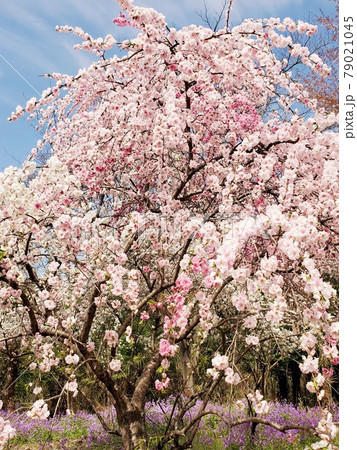 満開の桃とムラサキハナナ 79021045