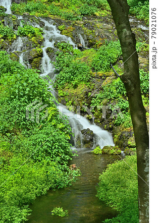 老野湧水の滝 79021076