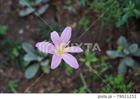 サフランモドキ 79021252