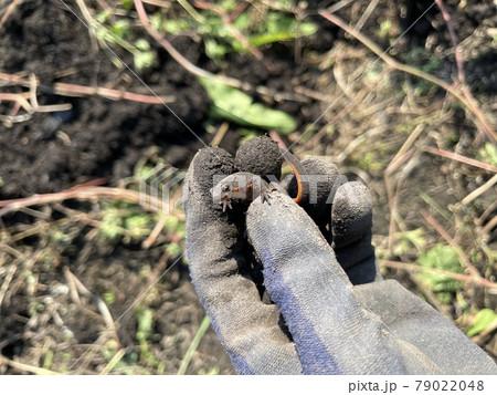 赤腹イモリ アカハライモリ 赤腹イモリ アカハライモリ 79022048