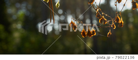 Small dead brown dried up ugly flowers in the backlight with beautiful bokeh 79022136