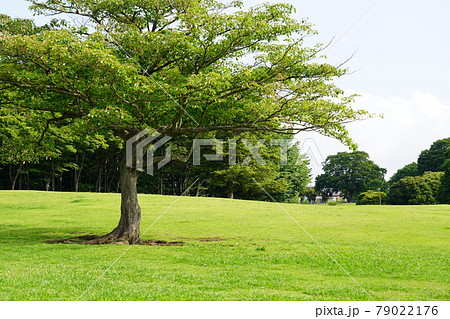 根岸森林公園 79022176