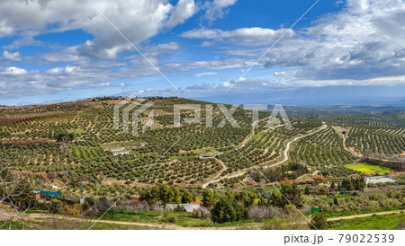 View of the neighborhood of Ubeda, Spain 79022539