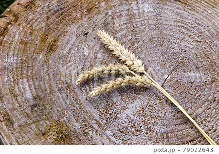 wheat ears on wooden background 79022643