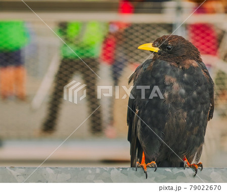 Lateral portrait of a thickly pawed jackdaw (Corvus monedula) 79022670