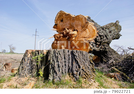 very old and big poplar tree slice very old and big poplar tree slice 79022721