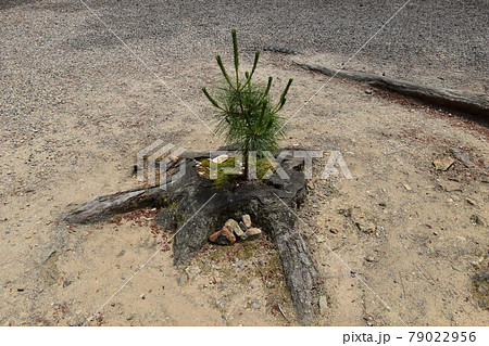 新たに育つ幼木 新たに育つ幼木 79022956