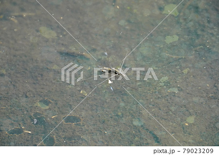 アメンボの交尾 アメンボの交尾 79023209