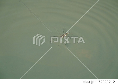 アメンボの交尾 アメンボの交尾 79023212