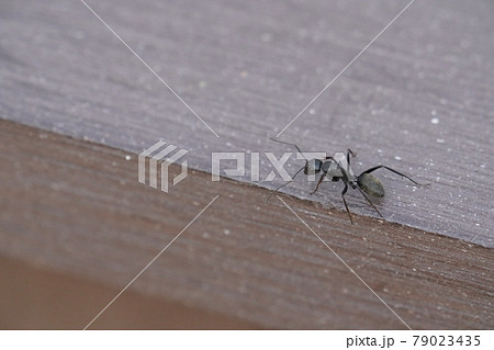 クロオオアリ 79023435