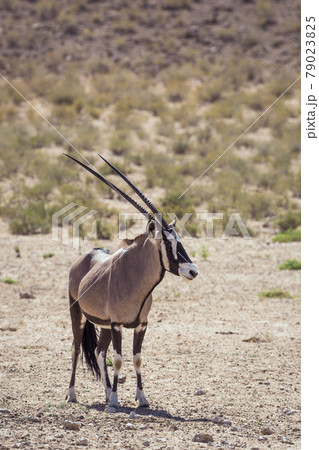 South African Oryx in Kgalagadi transfrontier park, South Africa 79023825