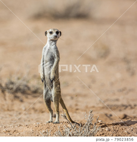 Meerkat in Kgalagadi transfrontier park, South Africa 79023856