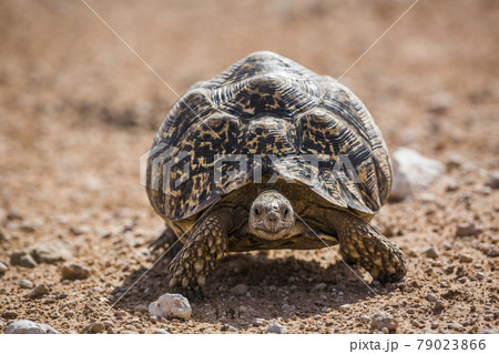 Leopard tortoise  in Kgalagadi transfrontier park, South Africa 79023866