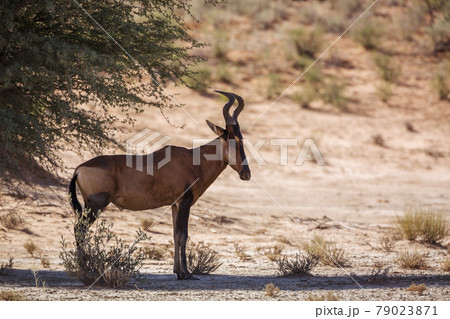 Hartebeest in Kgalagadi transfrontier park, South Africa 79023871