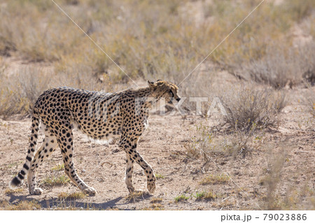 Cheetah in Kgalagadi transfrontier park, South Africa 79023886