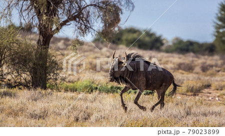 Blue wildebeest in Kgalagadi transfrontier park, South Africa 79023899