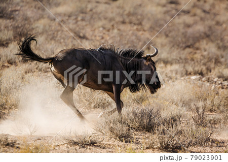 Blue wildebeest in Kgalagadi transfrontier park, South Africa Blue wildebeest in Kgalagadi transfrontier park, South Africa 79023901