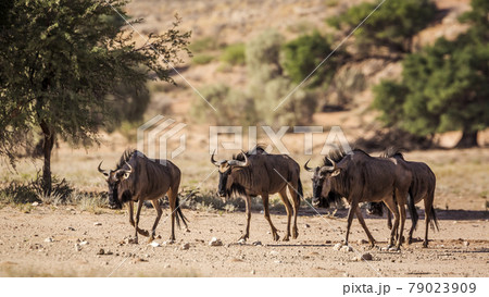 Blue wildebeest in Kgalagadi transfrontier park, South Africa 79023909
