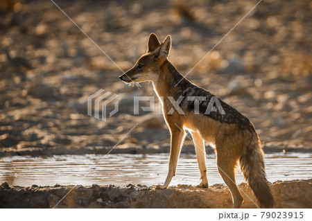 Black backed jackal in Kgalagadi transfrontier park, South Africa Black backed jackal in Kgalagadi transfrontier park, South Africa 79023915