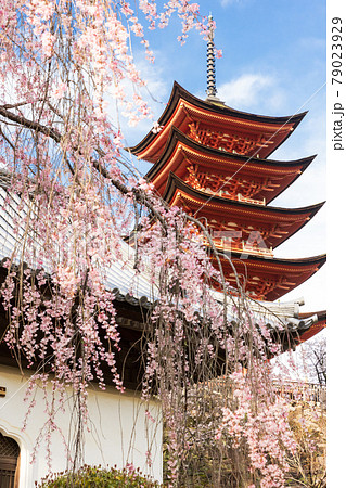 五重塔と桜（広島県、宮島） 79023929