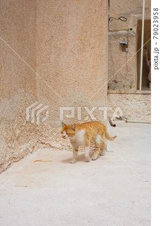 トルコの世界遺産　カッパドキアを歩く猫 79023958