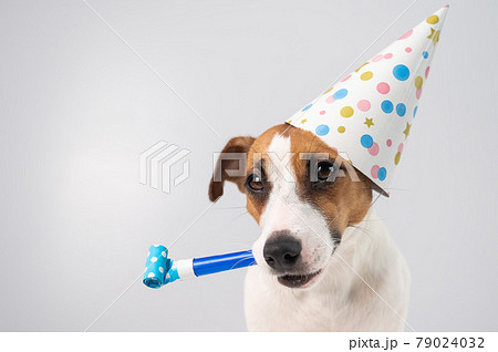 Funny Jack Russell Terrier dog wearing a birthday cap holding a whistle on a white background. Funny Jack Russell Terrier dog wearing a birthday cap holding a whistle on a white background. 79024032