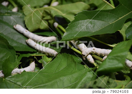 桑の葉を食べる蚕 79024103