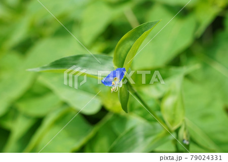 ツユクサ 79024331