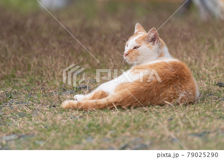 見つめる猫 茶白猫 見つめる猫 茶白猫 79025290