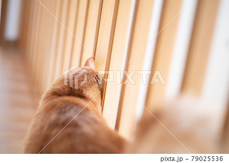 猫の後ろ姿　茶トラ猫 79025536