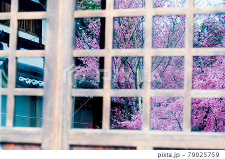 京都市左京区長徳寺のおかめ桜を撮影 京都市左京区長徳寺のおかめ桜を撮影 79025759