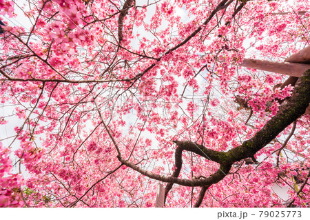 京都市左京区長徳寺のおかめ桜を撮影 79025773
